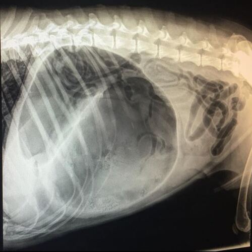 radiografia veterinaria